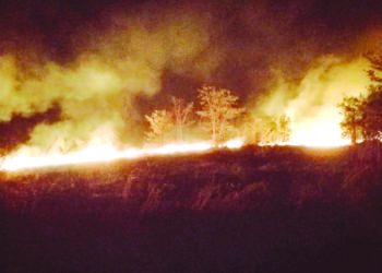 रायगडातील सजीवसृष्टी वणव्यांच्या भक्ष्यस्थानी