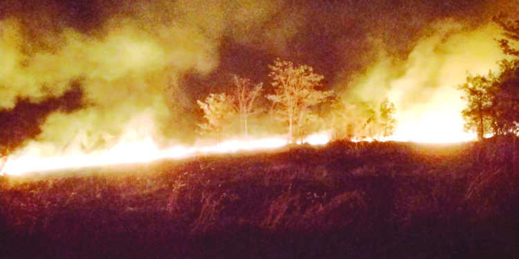 रायगडातील सजीवसृष्टी वणव्यांच्या भक्ष्यस्थानी