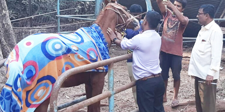 माथेरानमध्ये दोन घोड्यांना ‘सरा’ची लागण