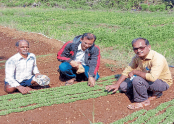 11 गुंठे जागेवर भाजीपाल्याचे बारमाही उत्पादन