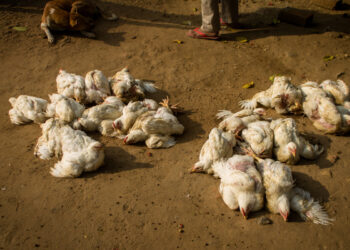 ठाण्यातील शहापूरमध्ये ‘बर्ड फ्लू’चा शिरकाव; सतर्कतेचा इशारा