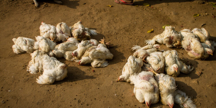 ठाण्यातील शहापूरमध्ये ‘बर्ड फ्लू’चा शिरकाव; सतर्कतेचा इशारा