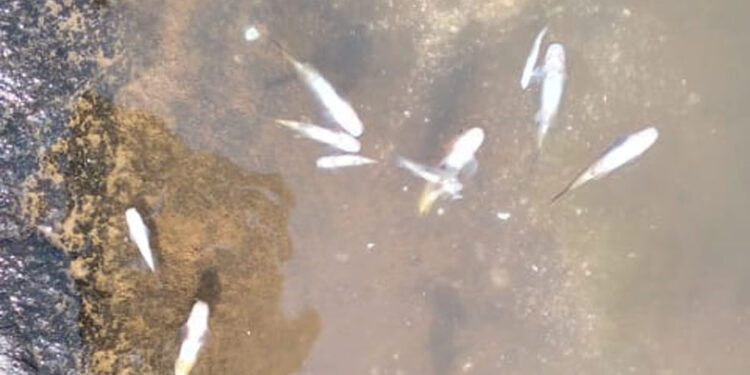 दूषित पाण्यामुळे मासे लागले मारू