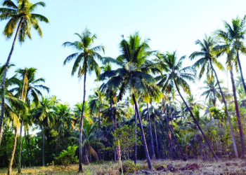 बागायती जमिनीच्या सातबार्‍यावर ‘खारभूमी’ नोंद