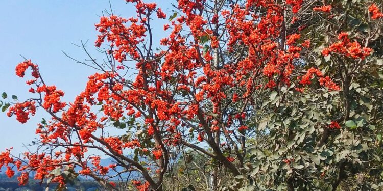 वसंताच्या आगमनाने फुलांच्या रंगोत्सवाला सुरुवात