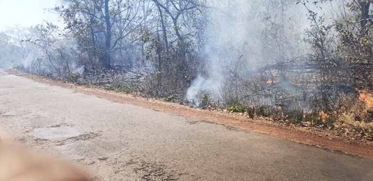 श्रीवर्धनमधील म्हाब्धा घाटातील जंगलात वणवा