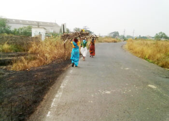 सुकी लाकडे ठरताहेत उपजीविकेचे साधन