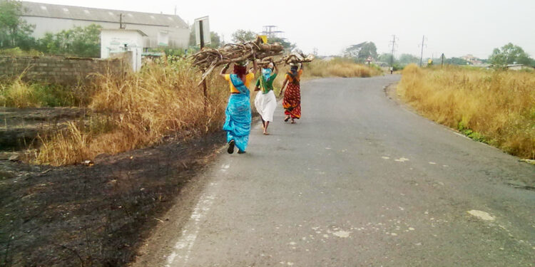 सुकी लाकडे ठरताहेत उपजीविकेचे साधन