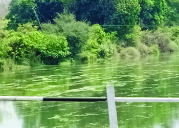 जलपर्णी, सांडपाण्यामुळे उल्हास नदी दूषित