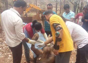 वरंध बौद्धवाडीत म्हशींना विषबाधा; 11 म्हशींचा जागीच मृत्यू