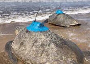 प्रथमा या कासवाने केला मुंबईपर्यंत प्रवास