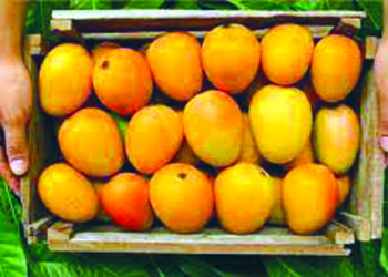 ब्रिटिशांनाही कोकणच्या राजाची भूरळ