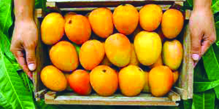 ब्रिटिशांनाही कोकणच्या राजाची भूरळ