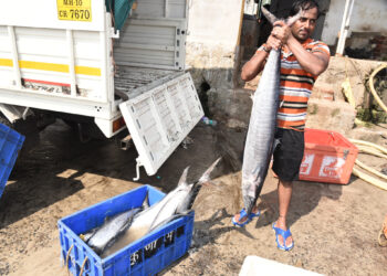 अरे बापरे! ताजी मच्छी कशी ओळखायची समजत नाहीय?…जाणून घ्या टिप्स आणि टाळा खराब मासळीचा धोका