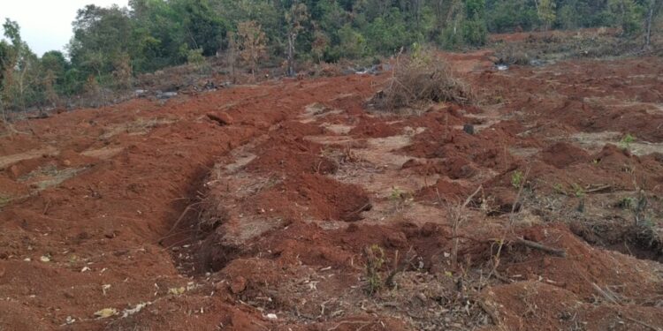 म्हसळा-श्रीवर्धन वनविभागाचा अजब कारभार