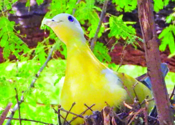 अवकाळी पावसाचा रान झाडे, पक्षांना फटका