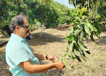 आंबा बागायतदार शेतकर्‍यांवर अस्मानी संकट