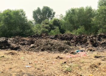 मँग्रोजची सर्रास बेसुमार कत्तल