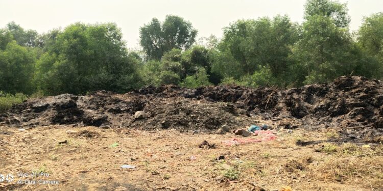 मँग्रोजची सर्रास बेसुमार कत्तल