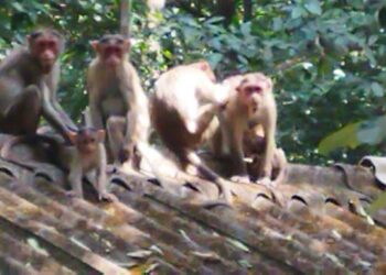 वन्यप्राण्यांची अन्न पाण्यासाठी तळमळ