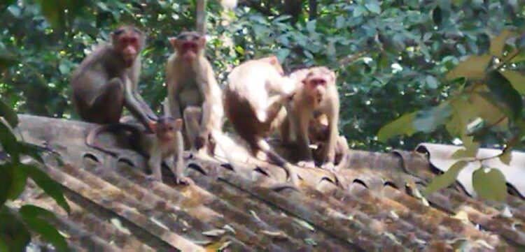 वन्यप्राण्यांची अन्न पाण्यासाठी तळमळ