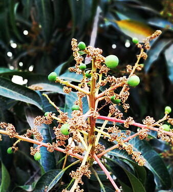 आंबा पिकाला हवामान बदलाचा फटका