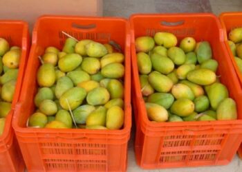 हवामानबदलामुळे आंबा उत्पादनात घट