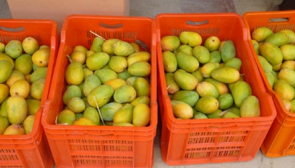 हवामानबदलामुळे आंबा उत्पादनात घट