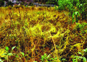 महाड तालुक्यात भाताच्या जमीनीवर अमरवेल वनस्पतीचा विळखा