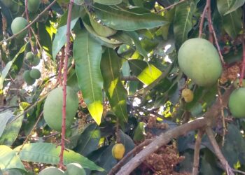 अवकाळीमुळे आंबे काढणीची घाई; चार महिन्यांचा हंगाम दोन महिन्यांवर