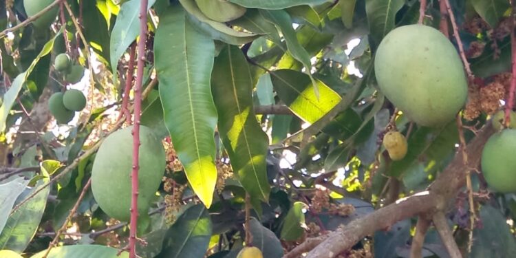 अवकाळीमुळे आंबे काढणीची घाई; चार महिन्यांचा हंगाम दोन महिन्यांवर