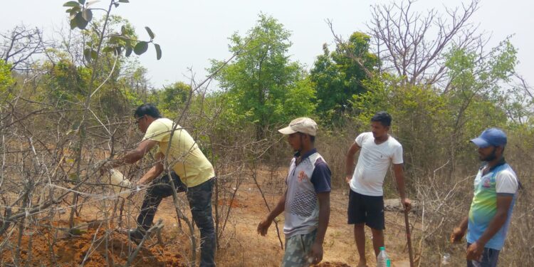 जागतिक वसुंधरा दिनानिमित्त वृक्षलागवड