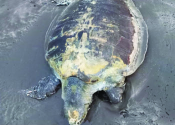 मुरुड समुद्रकिनारी दोन कासव मृतावस्थेत