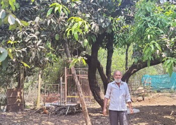 यंदा आंबा पीक घटल्याने हापूस आंबट