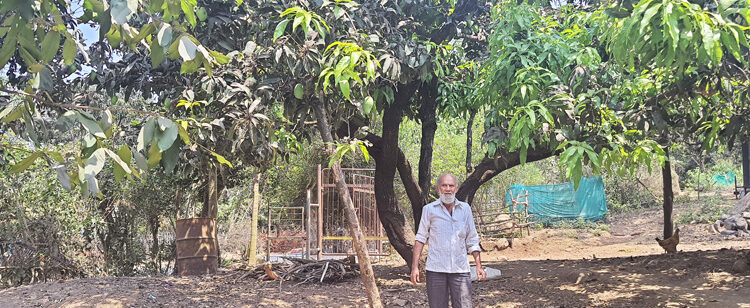 यंदा आंबा पीक घटल्याने हापूस आंबट