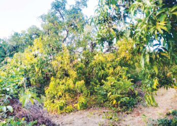 आंबा बागायतदांराचे नुकसान