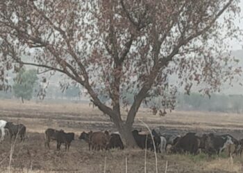 प्रखर उन्हामुळे पशू पक्षी कासावीस