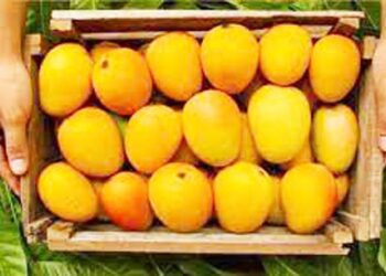 बदलत्या हवामानाचा आंब्यावर परिणाम