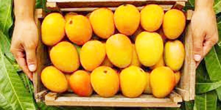 बदलत्या हवामानाचा आंब्यावर परिणाम