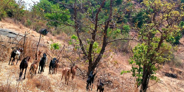 बेडीस गावातील 41 बकर्‍या गायब ; नेरळ पोलीस ठाण्यात तक्रार दाखल