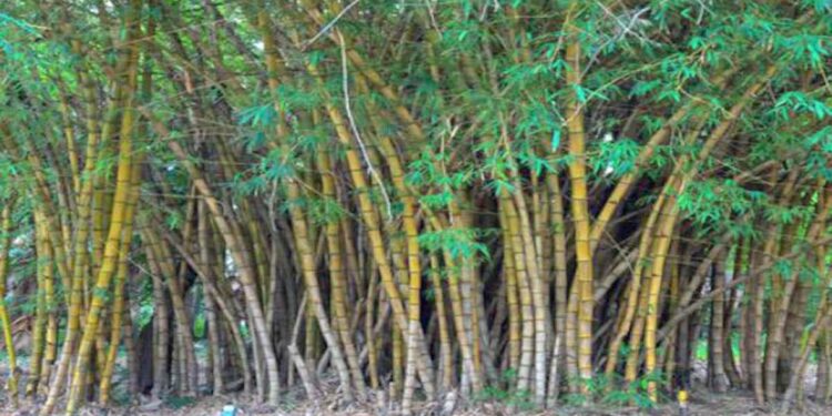 तापमानवाढ रोखण्यासाठी बांबू शेती आवश्यक