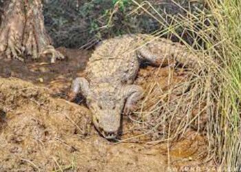 चिपळुणात मगरींचे दर्शन दुर्मिळ