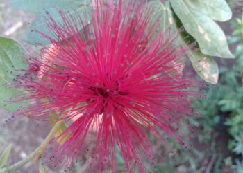 चैत्राच्या अगमनाने बहरली फुले