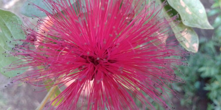 चैत्राच्या अगमनाने बहरली फुले