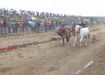 ओवळे येथे छकड्यांच्या शर्यती