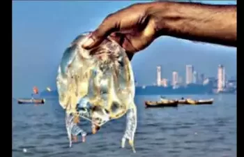 मुरुडमध्ये पुन्हा जेलिफिशचे संकट