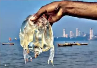 मुरुडमध्ये पुन्हा जेलिफिशचे संकट