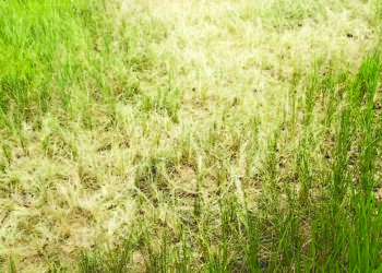 तळेगावात भातशेती पिकण्याआधीच सुकली