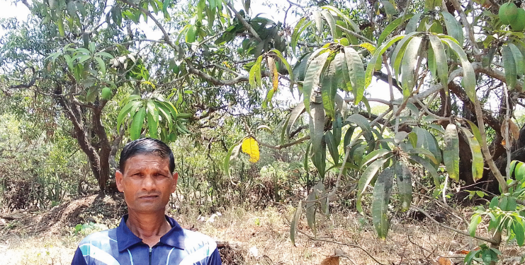 हवामानातील बदलामुळे यंदा आंबा अधिकच आंबट