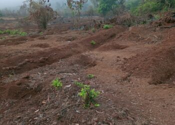 निसर्ग चक्रीवादळाच्या नावाखाली बेसुमार वृक्षतोड